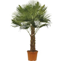 Hanfpalme FloraSelf Trachycarpus fortunei Stammhöhe 30-40 cm Gesamthöhe 110-120 cm Ø 34 cm Topf Topfgedrückt-thumb-0