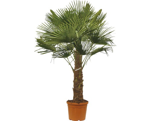 Palmier FloraSelf Trachycarpus fortunei hauteur de tronc 60-80 cm hauteur totale h 140-160 cm pot Ø 50 cm en pot