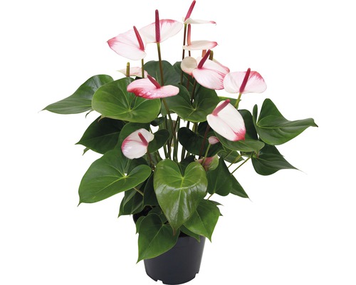 Langue de feu FloraSelf Anthurium andreanum 'Hotlips' h 60-70 cm pot Ø 17 cm