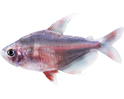 Fisch Schmucksalmler White Fin - Hyphessobrycon bentosi
