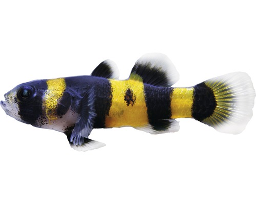 Fisch Goldringel Grundel - Brachygobius xanthozona