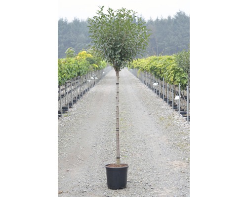 Laurier en pot pour le jardin ou la terrasse