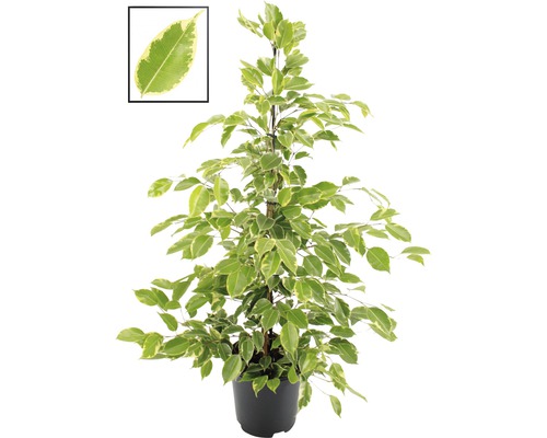 Figuier pleureur, ficus Benjamin FloraSelf Ficus benjamina 'Golden King'h 100-110 cm pot Ø 21 cm