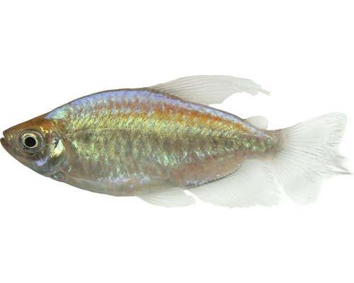 Fisch Kongosalmler lg-xl - Phenacogrammus interruptus