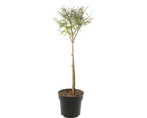 Puderquastenstrauch Stämmchen FloraSelf Calliandra surinamensis Stammhöhe 50 cm Co 3 L Puderquastenstrauch Stämmchen FloraSelf Calliandra surinamensis Stammhöhe 50 cm Co 3 L