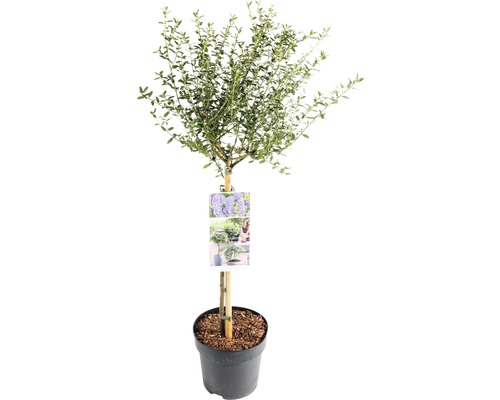 Säckelblume Stämmchen FloraSelf Ceanothus impressus 'Victoria' Stammhöhe 50 cm Co 3 L