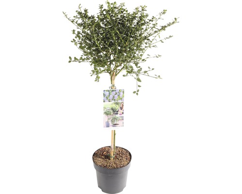 Säckelblume Stämmchen FloraSelf Ceanothus 'Concha' Stammhöhe 50 cm Co 3 L