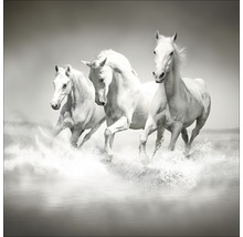 Glasbild White Horses 50x50 cm GLA1176