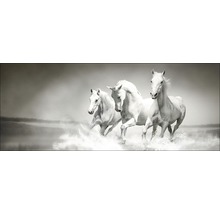 Glasbild White Horses 30x80 cm GLA1176