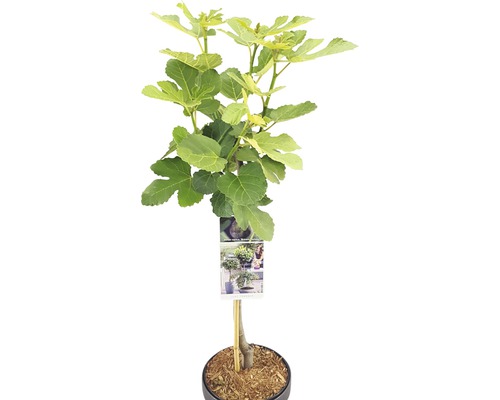 Figuier arbuste FloraSelf Bio Ficus carica 'Brown Turkey' hauteur de tige 50 cm Co 3 l