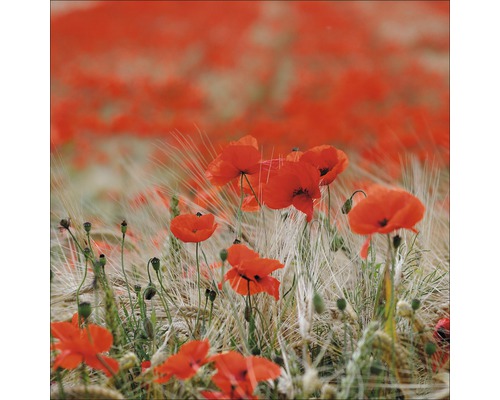Mohnblumenfeld mit blühenden Mohnblumen