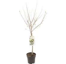 Magnolie im Topf mit Etikett, ohne Blätter