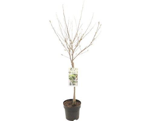 Magnolia étoilé arbuste FloraSelf Magnolia stellata hauteur de tige 50 cm Co 3 l, parfumé Magnolia en pot avec étiquette, sans feuilles