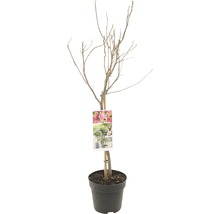 Magnolie im Topf, noch ohne Blätter