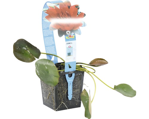 Nénuphar en pot avec une fleur et des feuilles