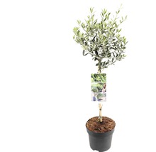 Olivenbaum im Topf