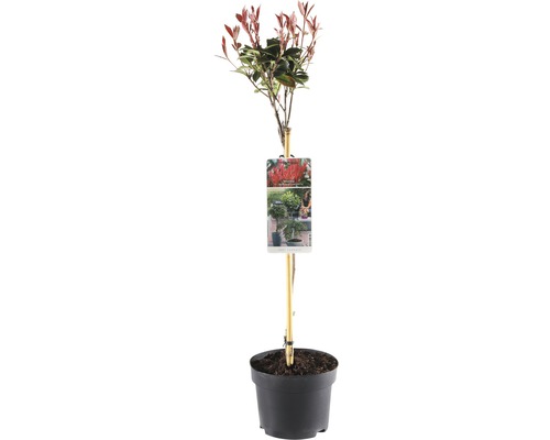 Glanzmispel Stämmchen FloraSelf Photinia fraseri 'Robusta' Stammhöhe 50 cm Co 3 L