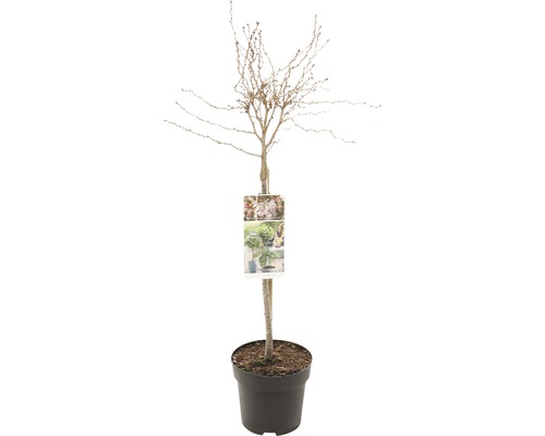 Cerisier à fleurs tiges FloraSelf Prunus incisa 'Kojou-no-mai' hauteur de tige 50 cm Co 3 L Noisetier tortueux en pot
