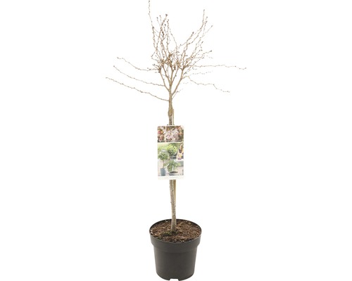 Zierkirsche Stämmchen FloraSelf Prunus incisa 'Kojou-no-mai' Stammhöhe 50 cm Co 3 L