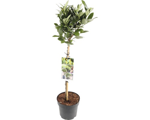 Kirschlorbeer, Lorbeerkirsche Stämmchen FloraSelf Prunus laurocerasus 'Mano' Stammhöhe 50 cm Co 3 L