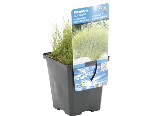 Eleocharis acicularis plante oxygénante en pot