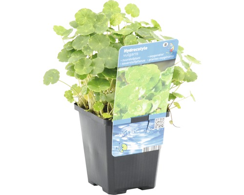 Hydrocotyle vulgaris Sauerstoffpflanze im Topf