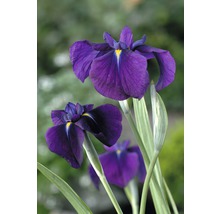 Nahaufnahme von Schwertlilienblüten im Garten