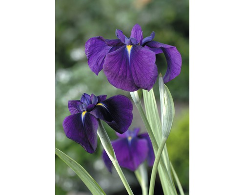 Iris des marais FloraSelf Iris kaempferi « Variegata » H 10-60 cm Co 3 l