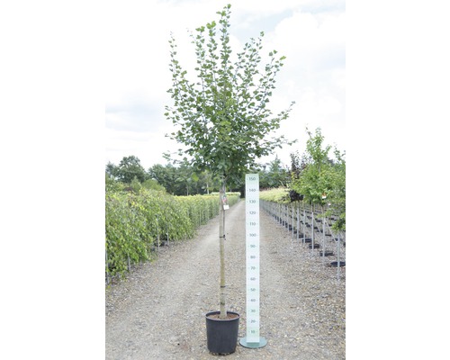 Arbre en pot avec indication de la taille