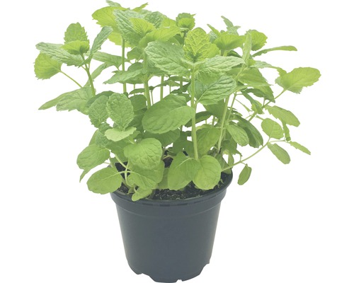 Plante de menthe en pot pour le jardin