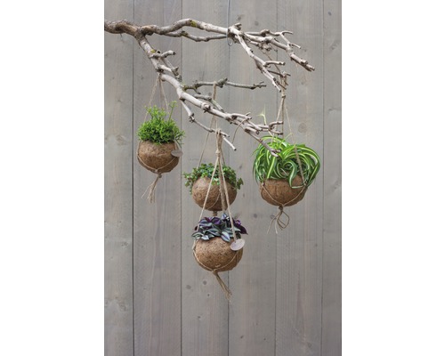 Plantes suspendues décoratives dans des coquilles de noix de coco, accrochées à une branche.