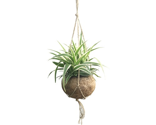 Plante suspendue avec boule naturelle et suspension en corde
