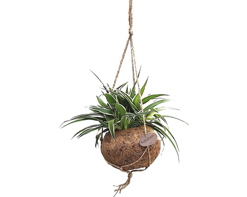 Plante suspendue dans une boule de fibre de coco avec suspension par corde