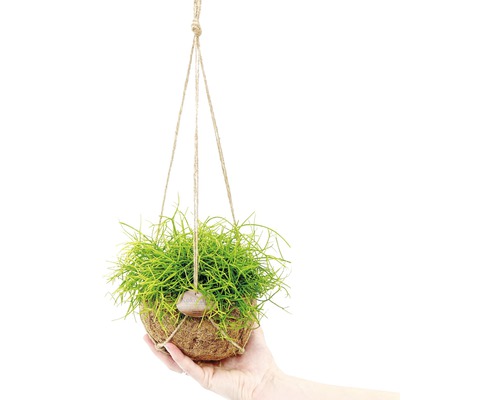 Plante suspendue avec des pousses vertes dans une coquille de noix de coco sur une corde