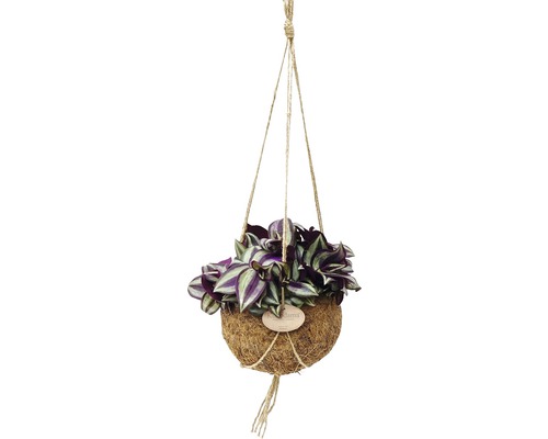 Suspension Kokodama misère FloraSelf ensemble de suspension florale, Tradescantia purpusii H 15-20 cm pot Ø 15 cm