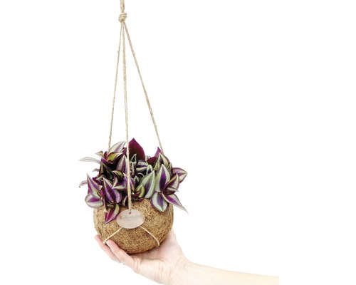 Plante Kokedama suspendue avec des feuilles décoratives dans la main