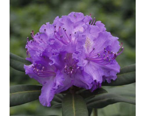 Alpenrose Rhododendron x Hybride 'Alfred' H 30-40 cm Co 5 L