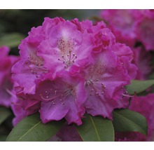 Nahaufnahme einer Rhododendronblüte mit Blütenblättern