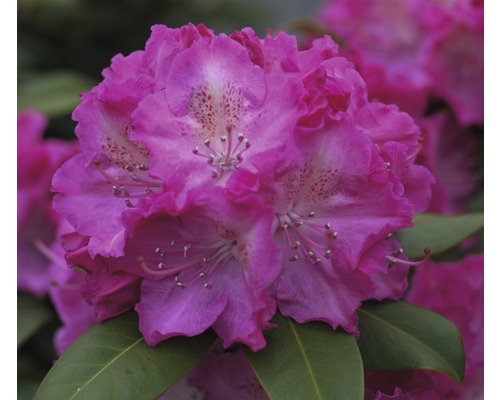 Rhododendron x Hybride 'Germania' H 30-40 cm Co 5 l