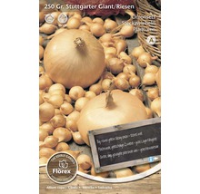 Bulbes d''oignon Stuttgarter Giant, 250 grammes