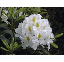 Gros plan d''une fleur de rhododendron avec des pétales blancs