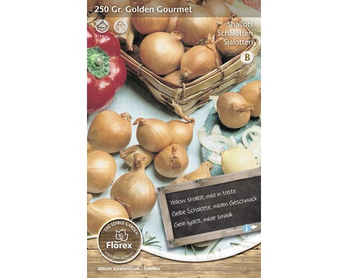 Plants d'oignons 'Golden Gourmet' 250 g