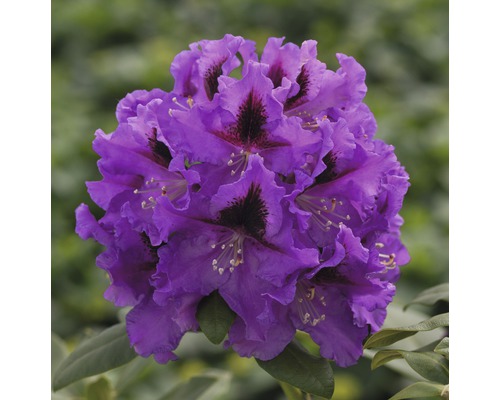 Nahaufnahme einer lila Rhododendronblüte.