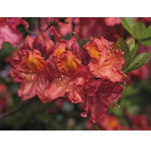 Gros plan de fleurs d''azalée