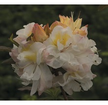 Blütenstand der Azalee mit Blüten