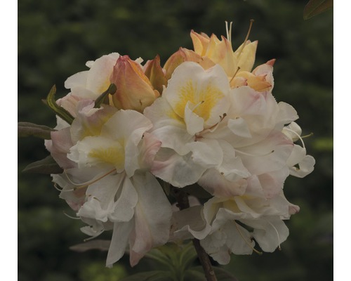 Azalée Rhododendron luteum 'Silver Slipper' H 30-40 cm Co 5 L