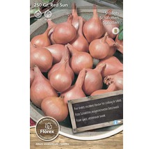 Rote Schalotten der Sorte Red Sun zum Pflanzen