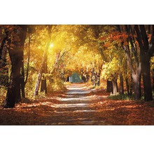 Chemin dans la forêt d''automne avec des arbres et des feuilles