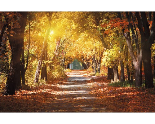 Papier peint panoramique intissé 18315 Alley in the Autumn Park 7 pces 350 x 260 cm Chemin dans la forêt d''automne avec des arbres et des feuilles