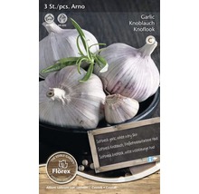 Trois pièces d''ail Arno pour la plantation